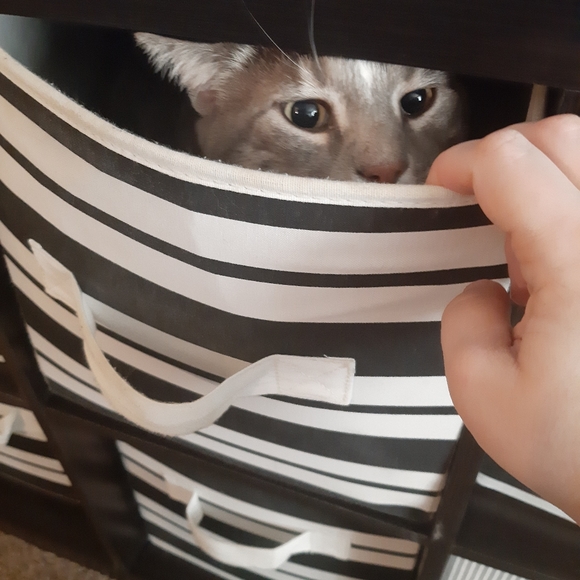 Meet your Posher - Picture 4 of 9